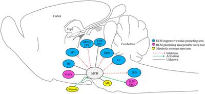 Orexin and MCH neurons: regulators of sleep and metabolism